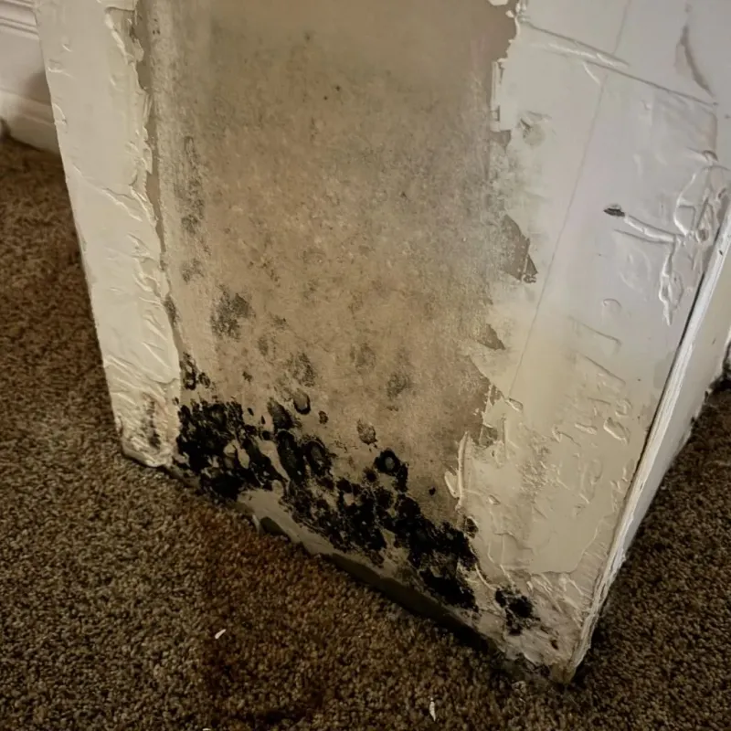 Professional Mold Removal in Haskell County, OK